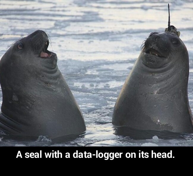 Seal with data-logger - meme