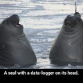 Seal with data-logger