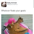 whatever floats your goats