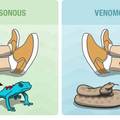 Poisonous is absorbed by your skin and venom is injected :)