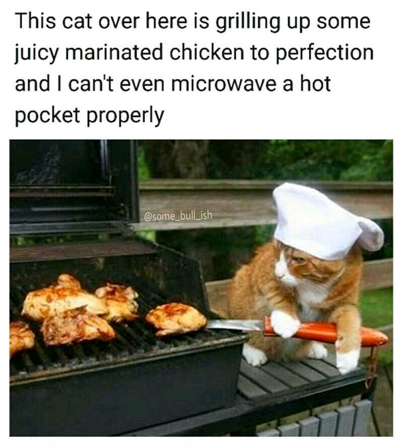 Teach me,Chef Kitty - meme