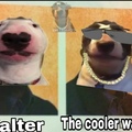 Walter vs the cooler walter