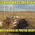 If this bird were covered in oil, then this picture would be posted everywhere