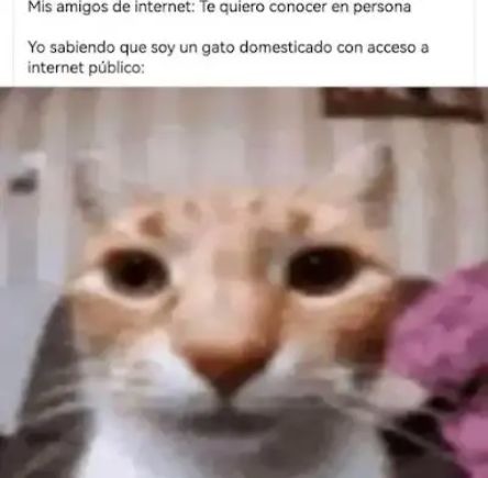 Un gato en línea: - meme
