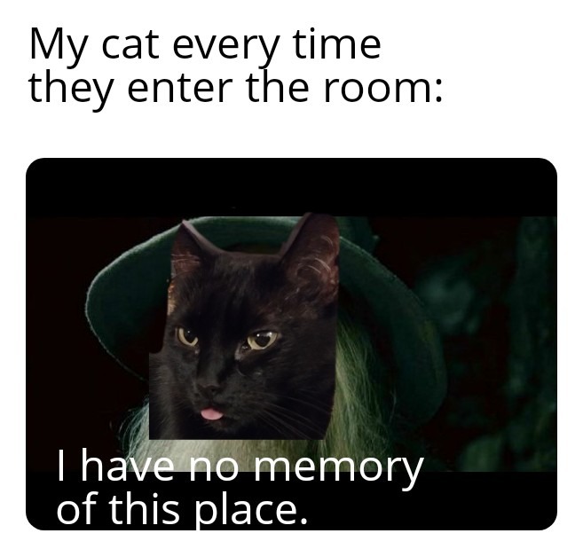 Cat brain - meme