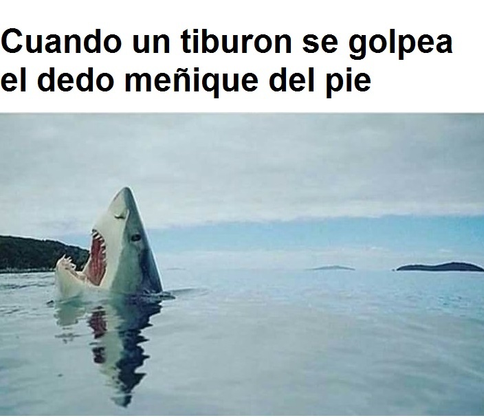 tiburon - meme