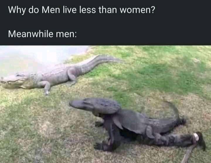 Am crocodile - meme