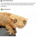 Gecko.