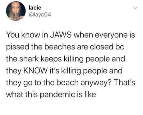 More people were attacked by sharks than died of COVID in the US in 2019 - meme