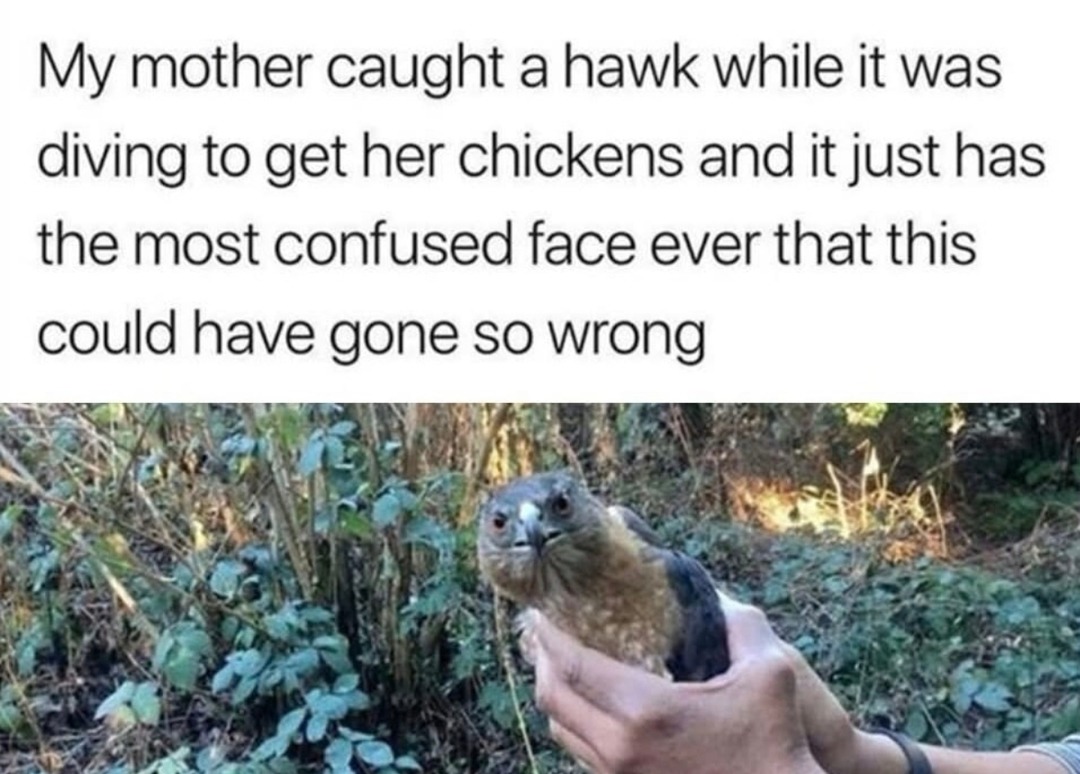 That hawk got humbled mid-chicken heist - meme