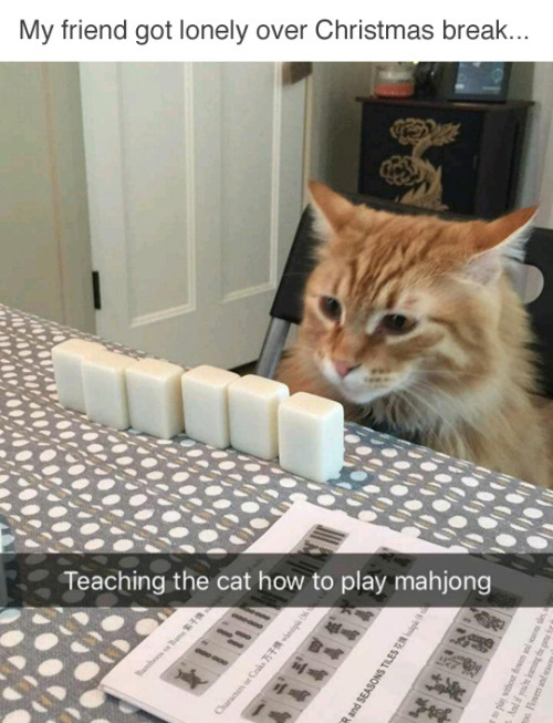 Mahjong is hard - meme