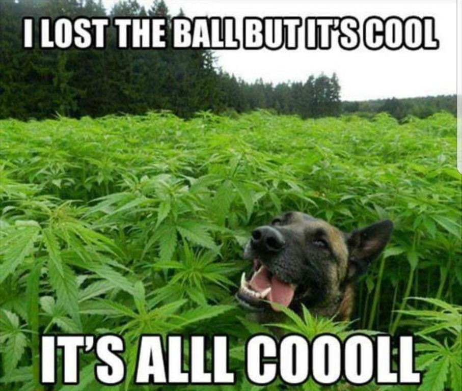 All good doggo - meme