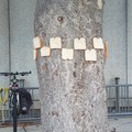 Someone stapled bread to the trees at my school
