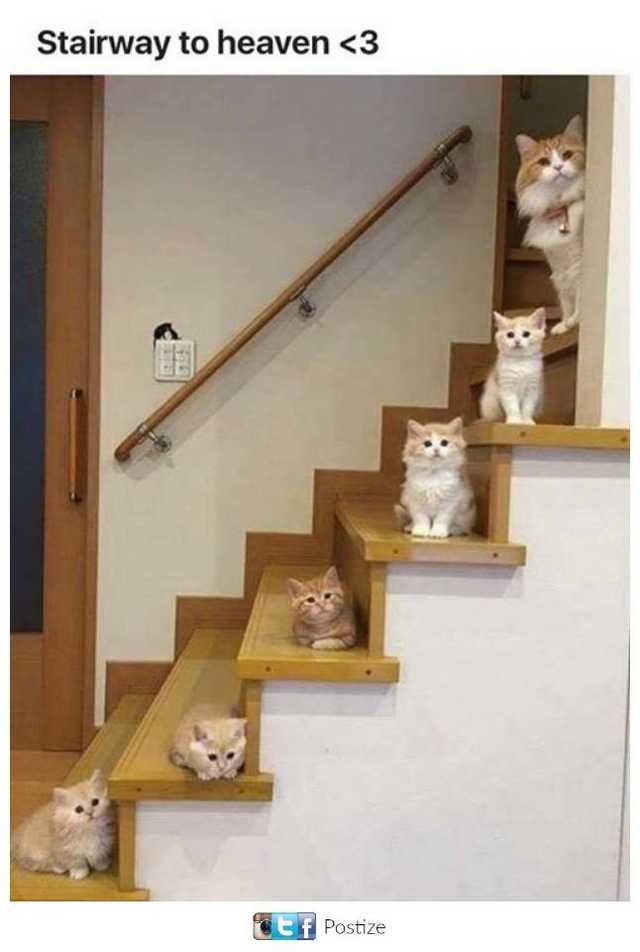 Aww gatitoos :3 - meme