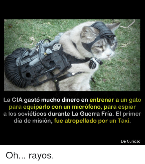 gato militar - meme