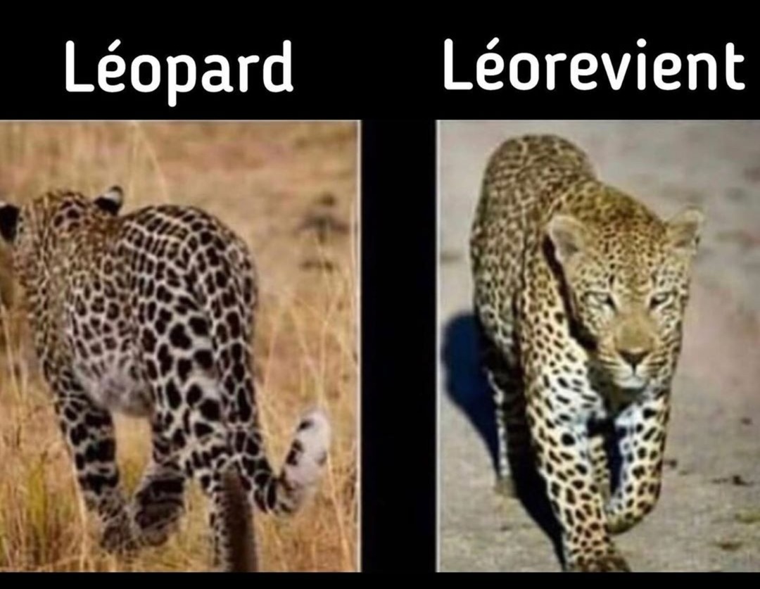 Leo le léopard - meme