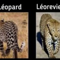 Leo le léopard
