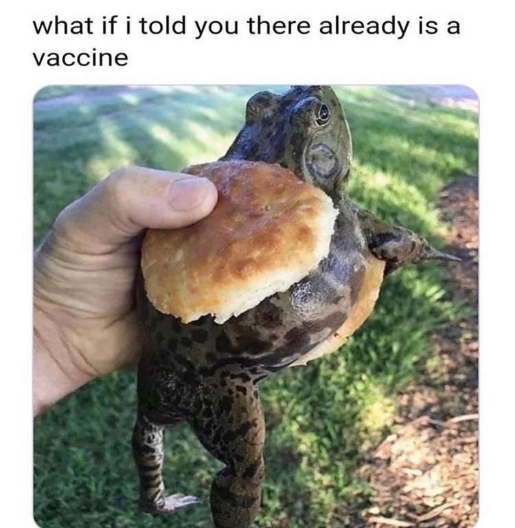 frog burger is the cure - meme