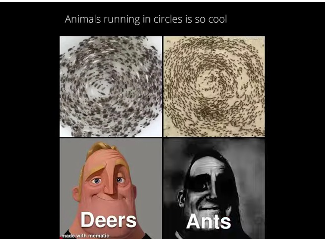 For the people that don't know, when ants circle like this it's called a death spiral and they will circle until they die - meme