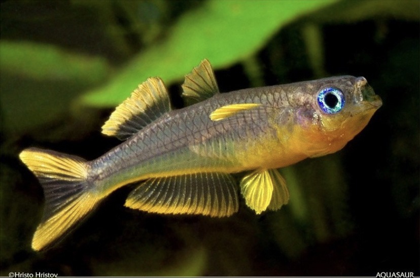 forktailed blue eye rainbowfish - meme