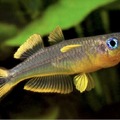 forktailed blue eye rainbowfish