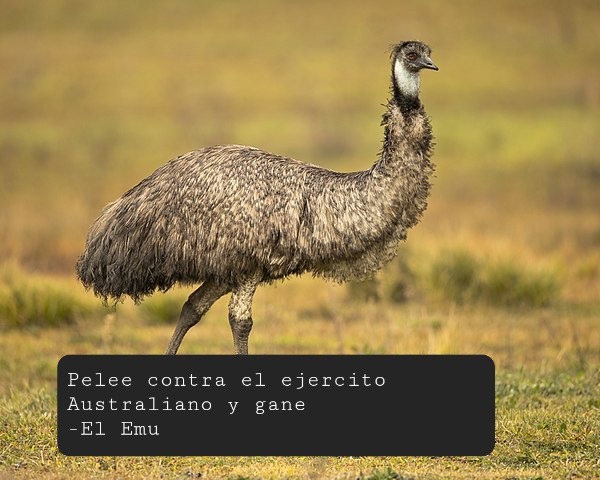 Guerra del Emu - meme