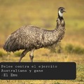 Guerra del Emu
