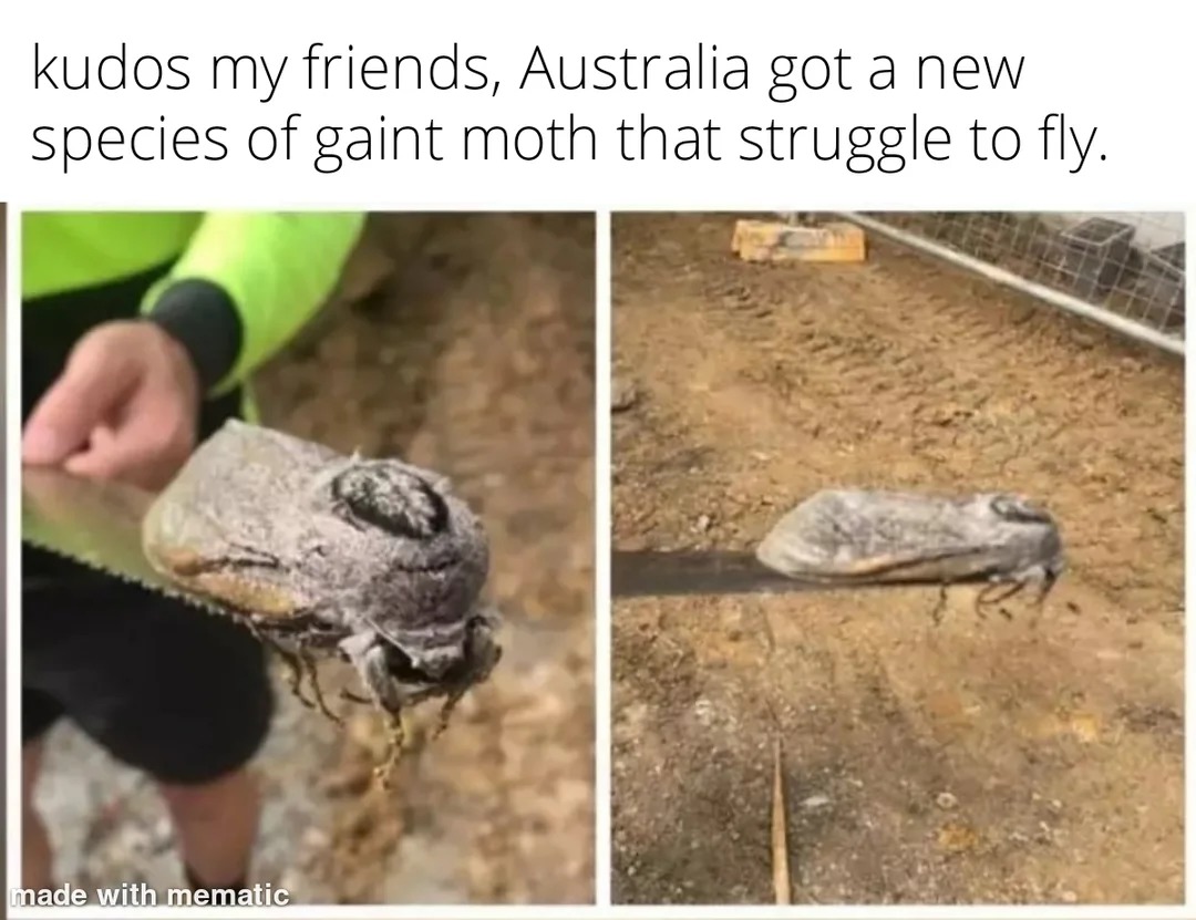 Australia huge insects - meme