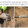 Australia huge insects