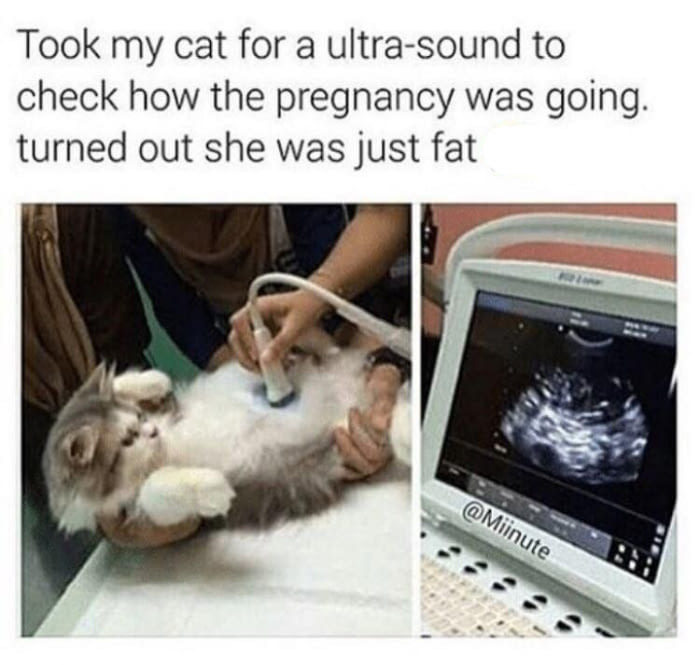Fat pussy - meme