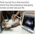Fat pussy