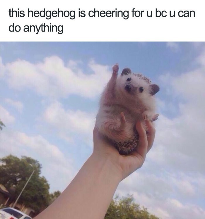 you can do it meme animal