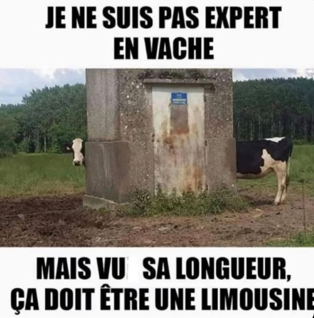 Jsuis pas expert en vaches mais là on part sur un modèle limousine - meme