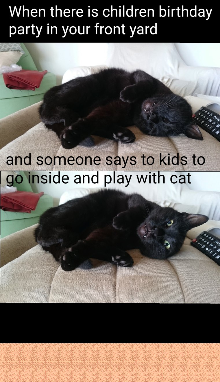 Black cat confessions - meme