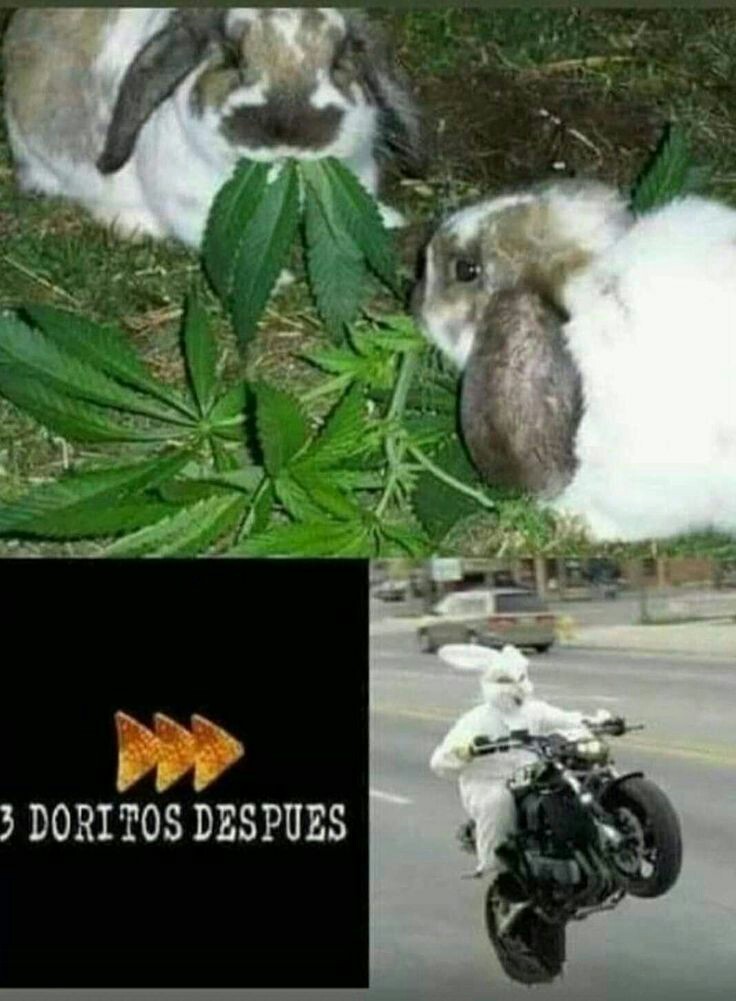conejo marihuanero - meme