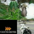 conejo marihuanero
