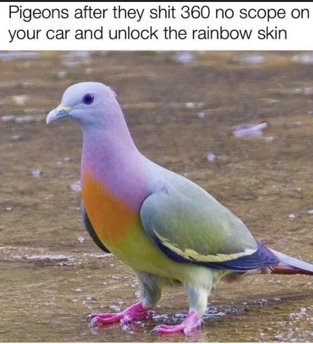 Pigeon superiority - meme