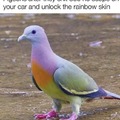 Pigeon superiority