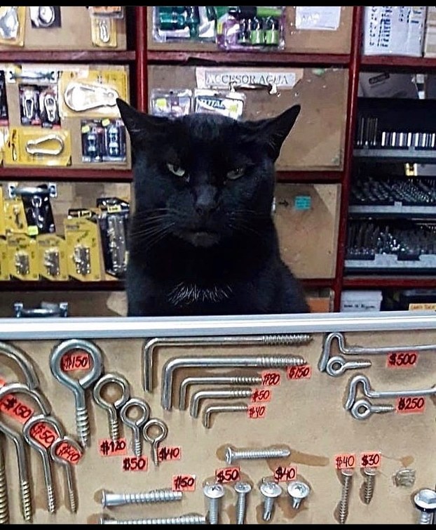 khajit has wares if You have a coin - meme