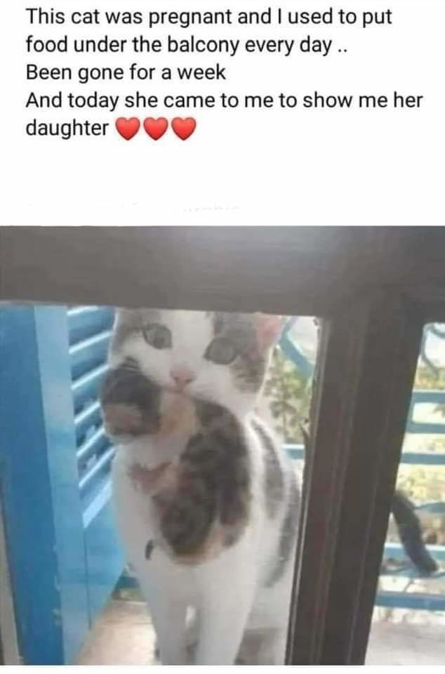 Wholesome cat meme - Meme by Dutta0101 :) Memedroid