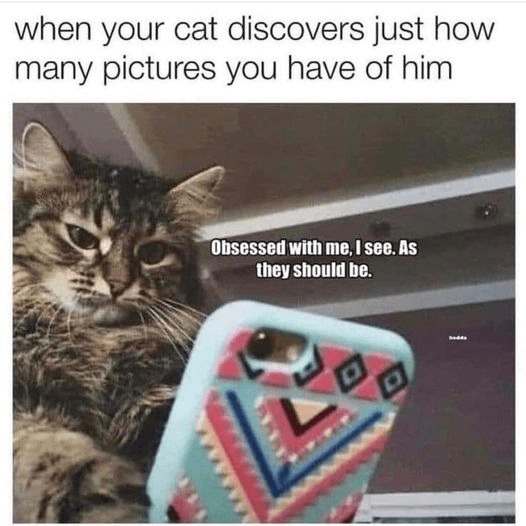 Cat obsession is a real issue - meme