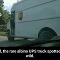 Albino UPS truck