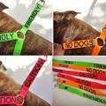 An amazing idea for dog owners