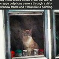 6th comment has a cat