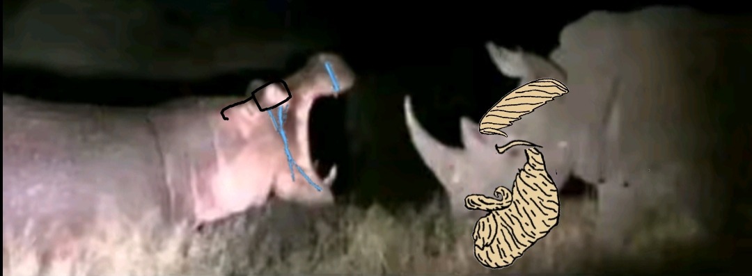 Hipo virgin and rhino chad - meme