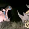 Hipo virgin and rhino chad