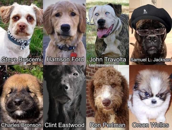Perros que se parecen a actores - meme
