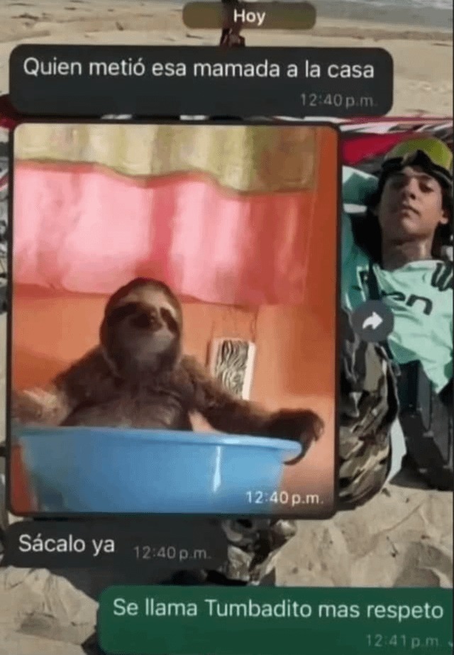 Tumbadito el perezoso - meme