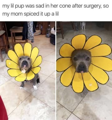 Sunflower Doggo - meme