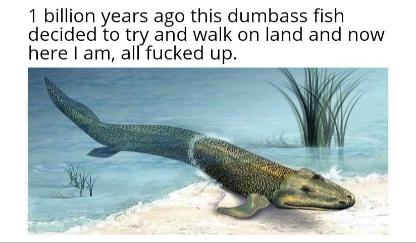 Stupid fish - meme